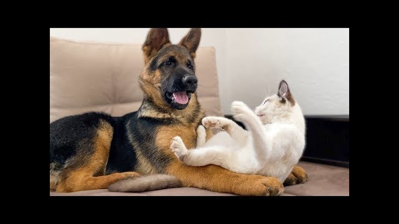 "Funny animal videos you won't be able to look away from!"