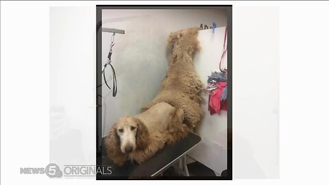 Doodle Dilemma: Groomers warn owners about dog breed care