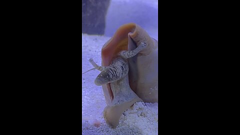 Mocha The Salt Water conch