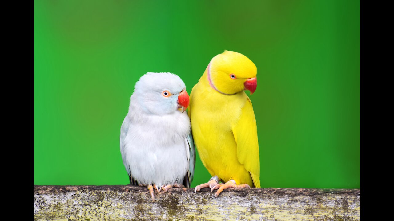 Smart parrot left the cage went to a box where he had a coin and took the safe where he put it