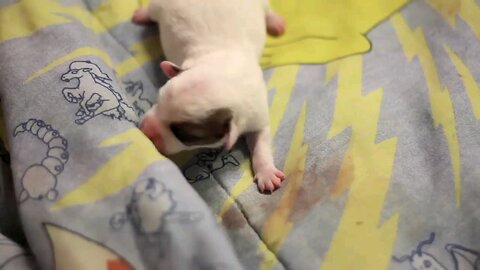 puppy wines mama