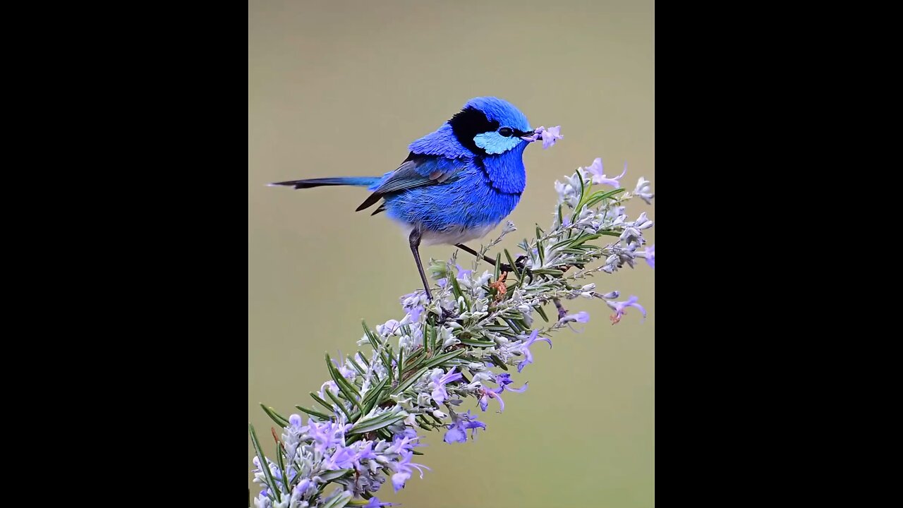 Blue bird nature video