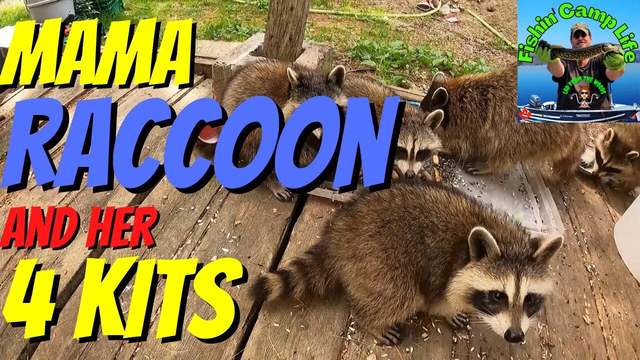 🐟Fishin Camp Life🏕️ - Sunday, June 26Th 2022 - Part 3 - Mama raccoon and her kits continued