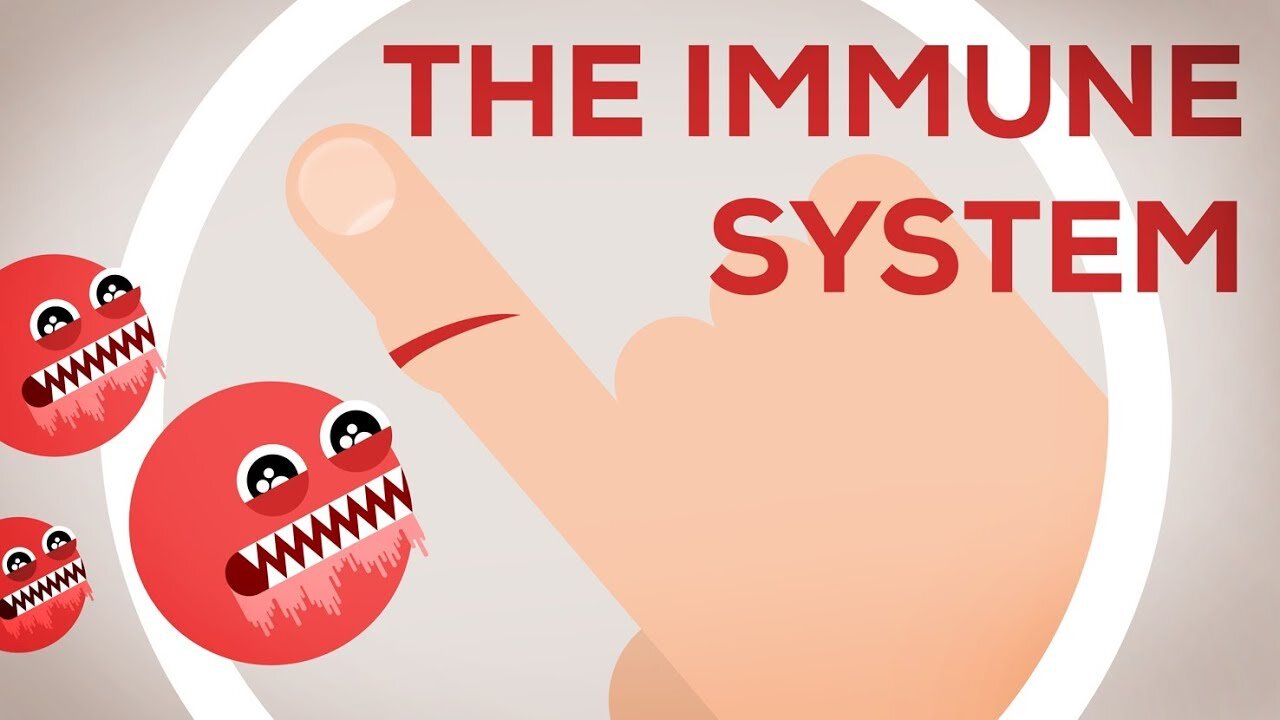 The Immune System Explained I – Bacteria Infection