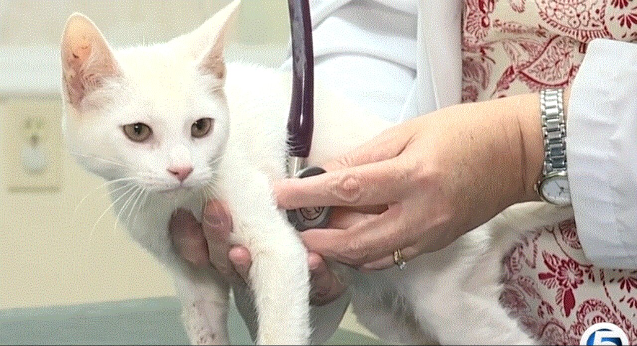 Animal cruelty is now a felony nationwide after President Trump signs Congressional bill