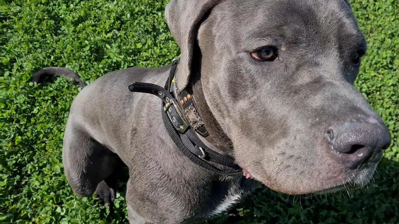 Bruce The Puppy Cane Corso 50 KG 110 Lbs 10.5 Months Old Walking