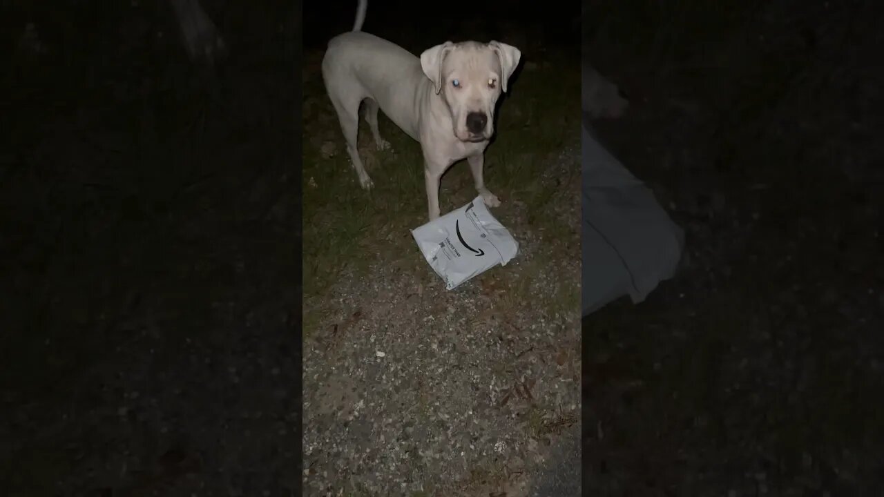 Midnight Mailbox Run with Dogo Argentino