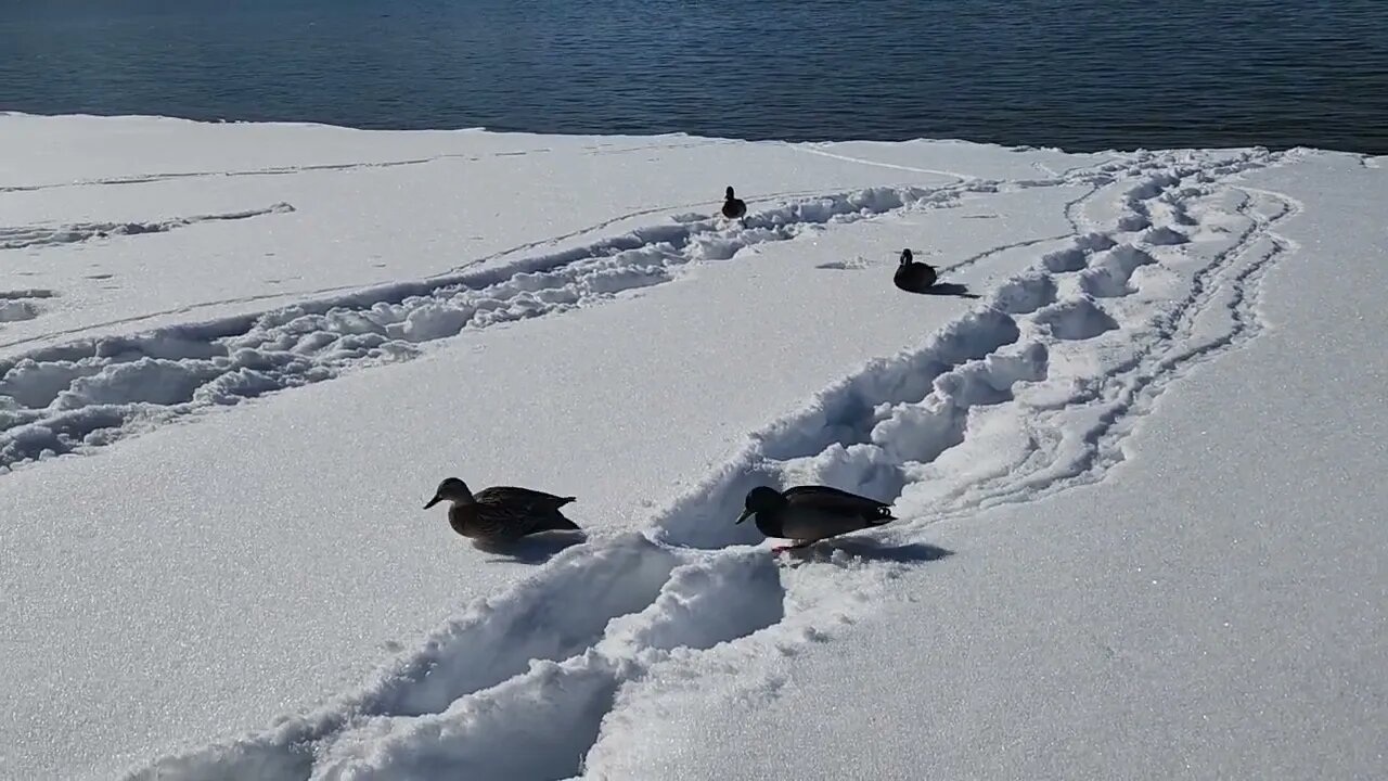 Lake Tahoe | Ducks in the snow