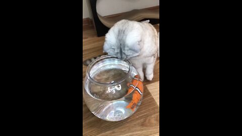 Cats love fish a lot