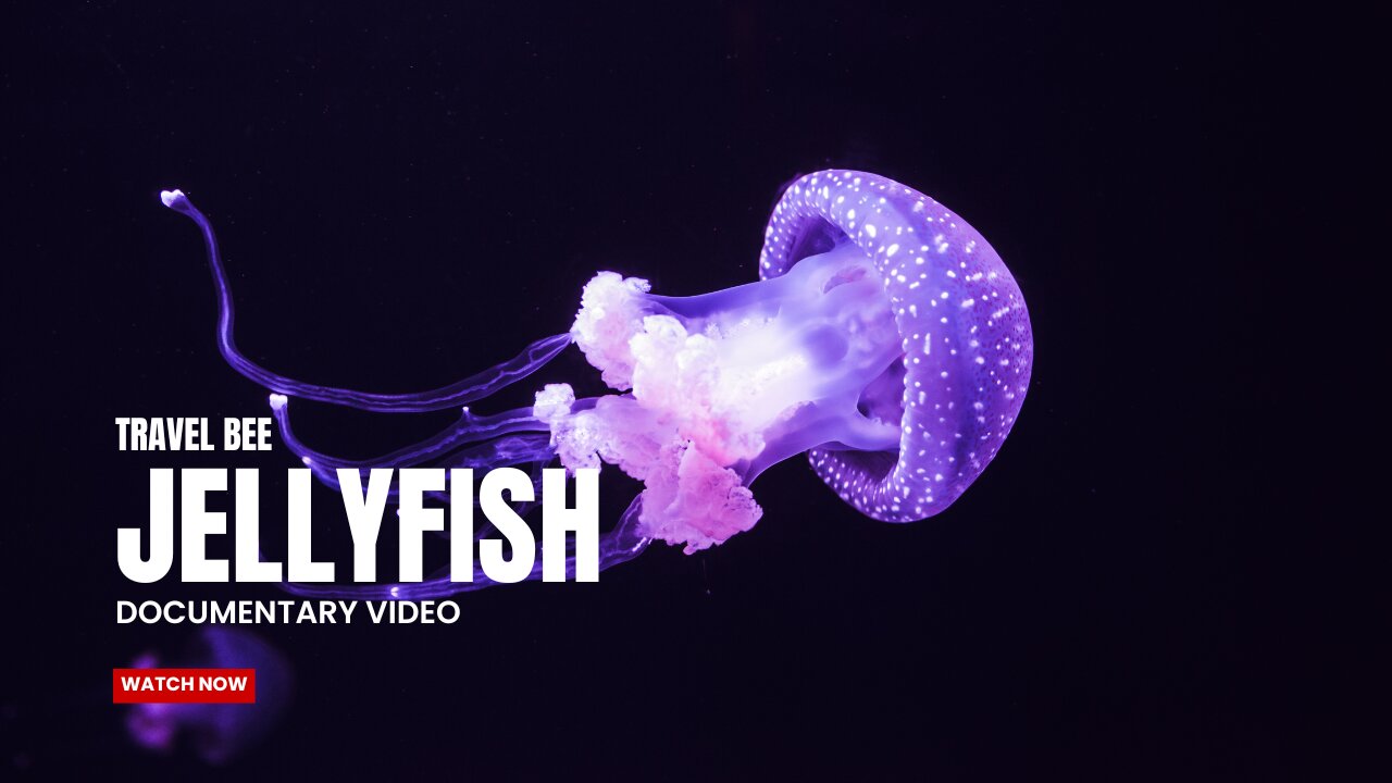 Vicious Beauties - The Secret World of the Jellyfish | Free Documentary Nature