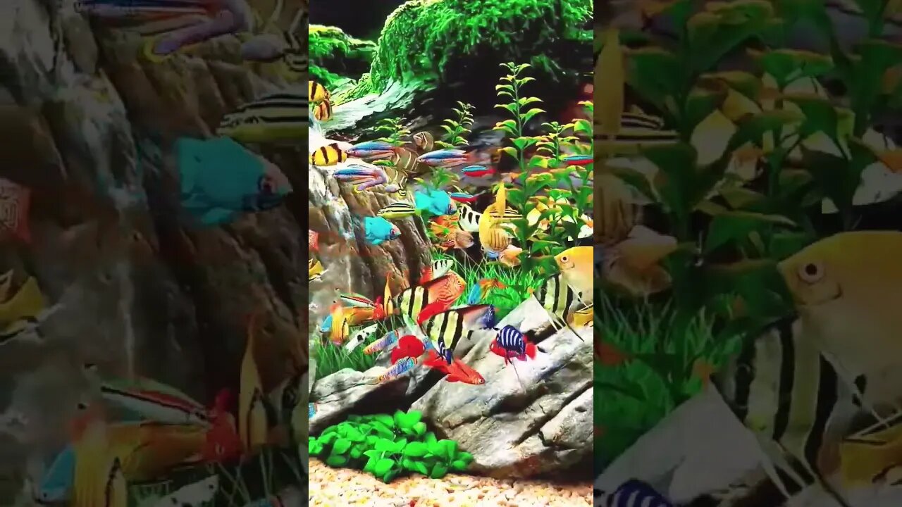 Colorful #shortsfeed #shortsvideo #shorts #shortsviral #fish