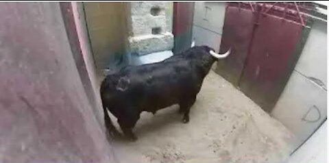Best animal fights 2021