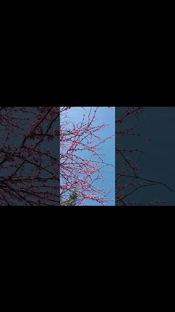 Red bud tree 🌲 blooms 🌺 against a blue sky 🌅 #flowers #tree #blooms #beautiful #farm #homestead