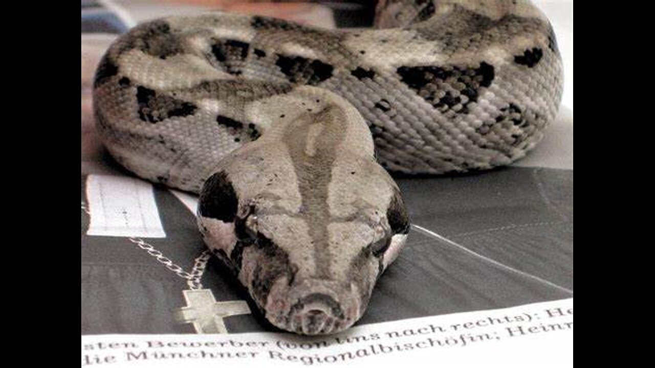 i need a therapy boa constrictor (that will keep society away)