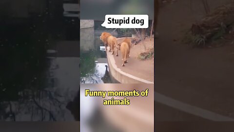 some animal failed try not to laugh 🤣😂