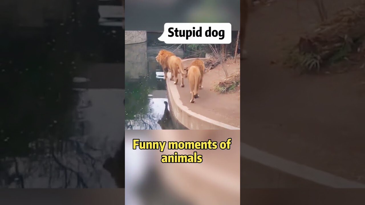 some animal failed try not to laugh 🤣😂