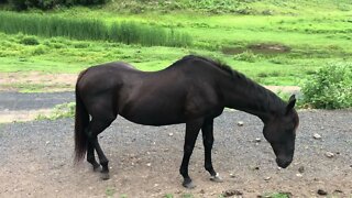 Beautiful Arab pony helping me video