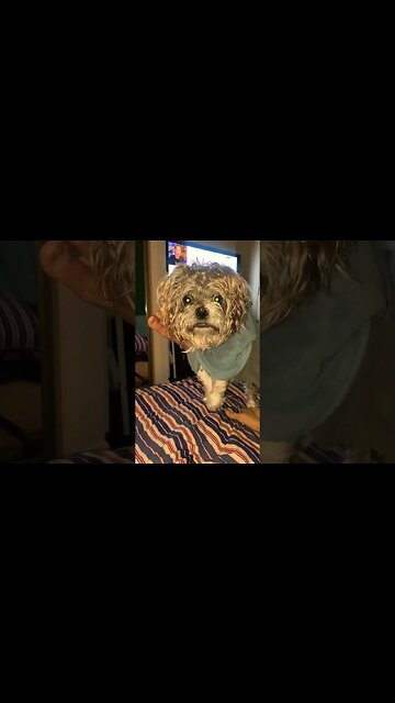 Valentino is goin for the kill #shorts #dog