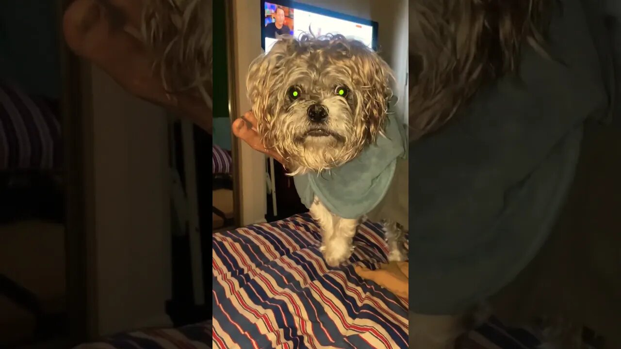 Valentino is goin for the kill #shorts #dog