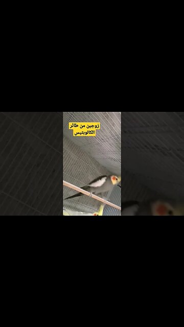 زوجين من طائر الكالوبتيس