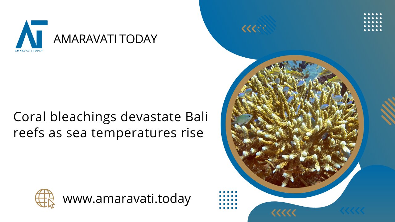 Coral Conservation in Bali The Devastating Impact of Bleaching | Amaravati Today News