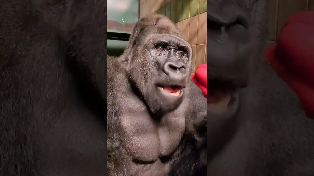 Silverback Gorilla tiktok gorillatiks