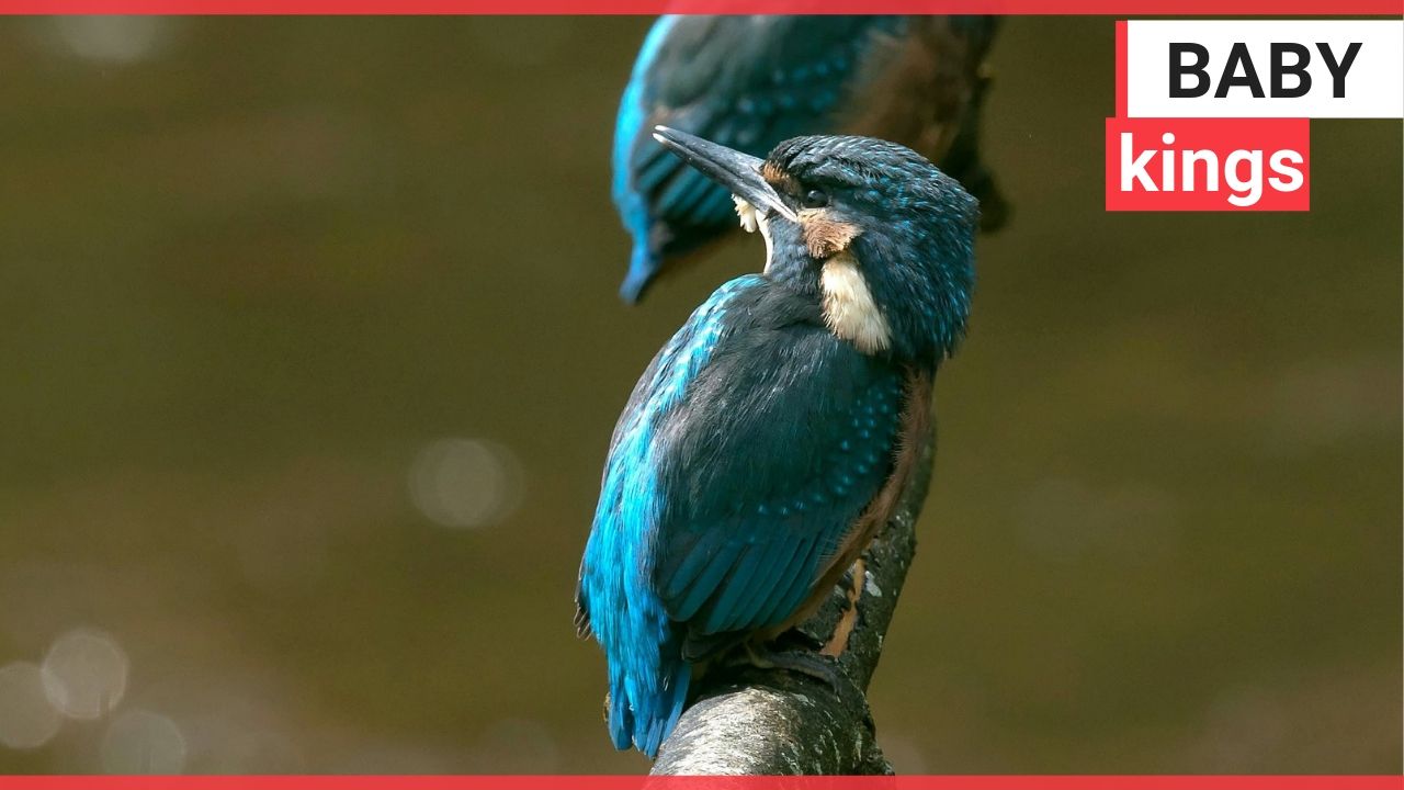 Photographer captured two kingfishers mating