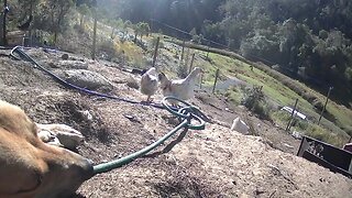 Farm surveillance. Sleepy watch dog while chickens free range