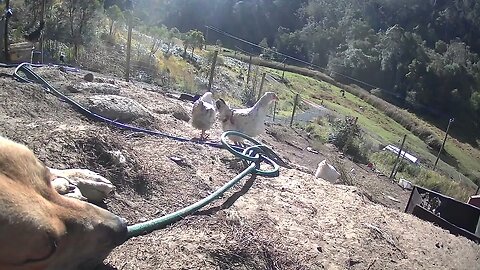 Farm surveillance. Sleepy watch dog while chickens free range