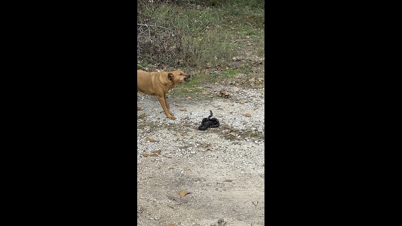 Buddy VS Snake