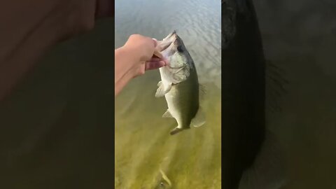 Nice 2lber bass