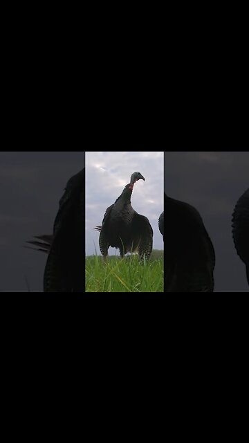 This Jake Wasn’t Having It!