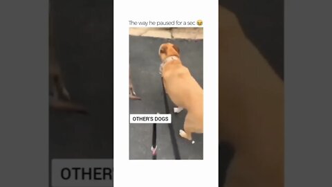 DOG 🐶 😹 #shorts #viral #youtubeshorts #subscribe #reels #music #tiktok