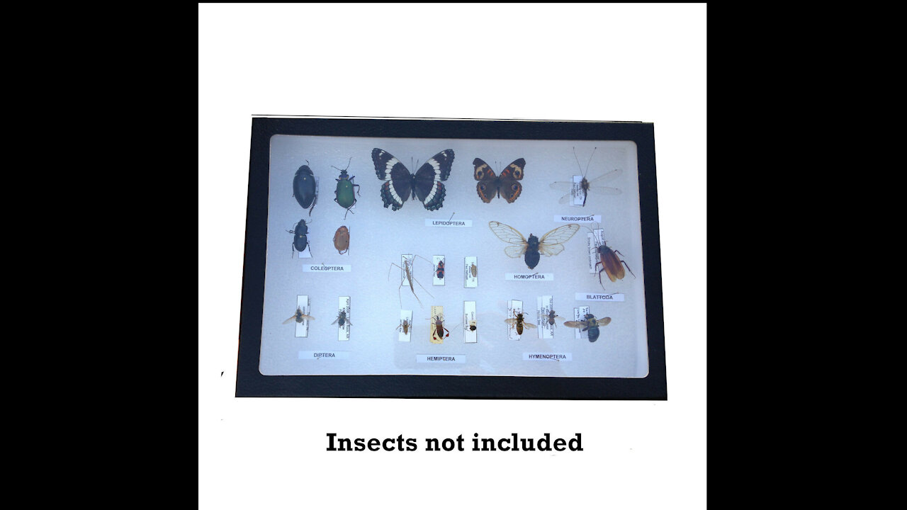 Insect Display Case Review