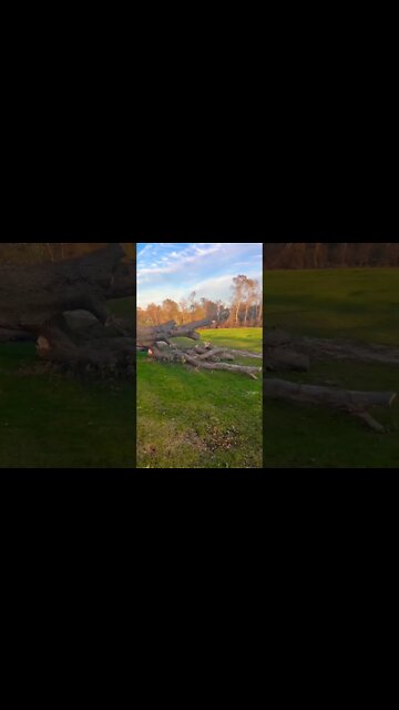 Chopping Some Big Trees up