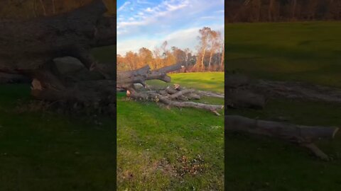 Chopping Some Big Trees up