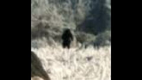 Bigfoot Photographed on Roan Mountain North Carolina