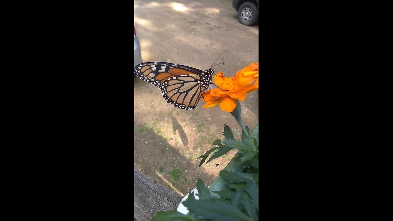 Monarch Butterfly