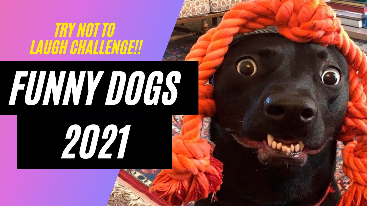 FUNNIEST DOGS of 2021 - TRY NOT TO SMILE CHALLENGE