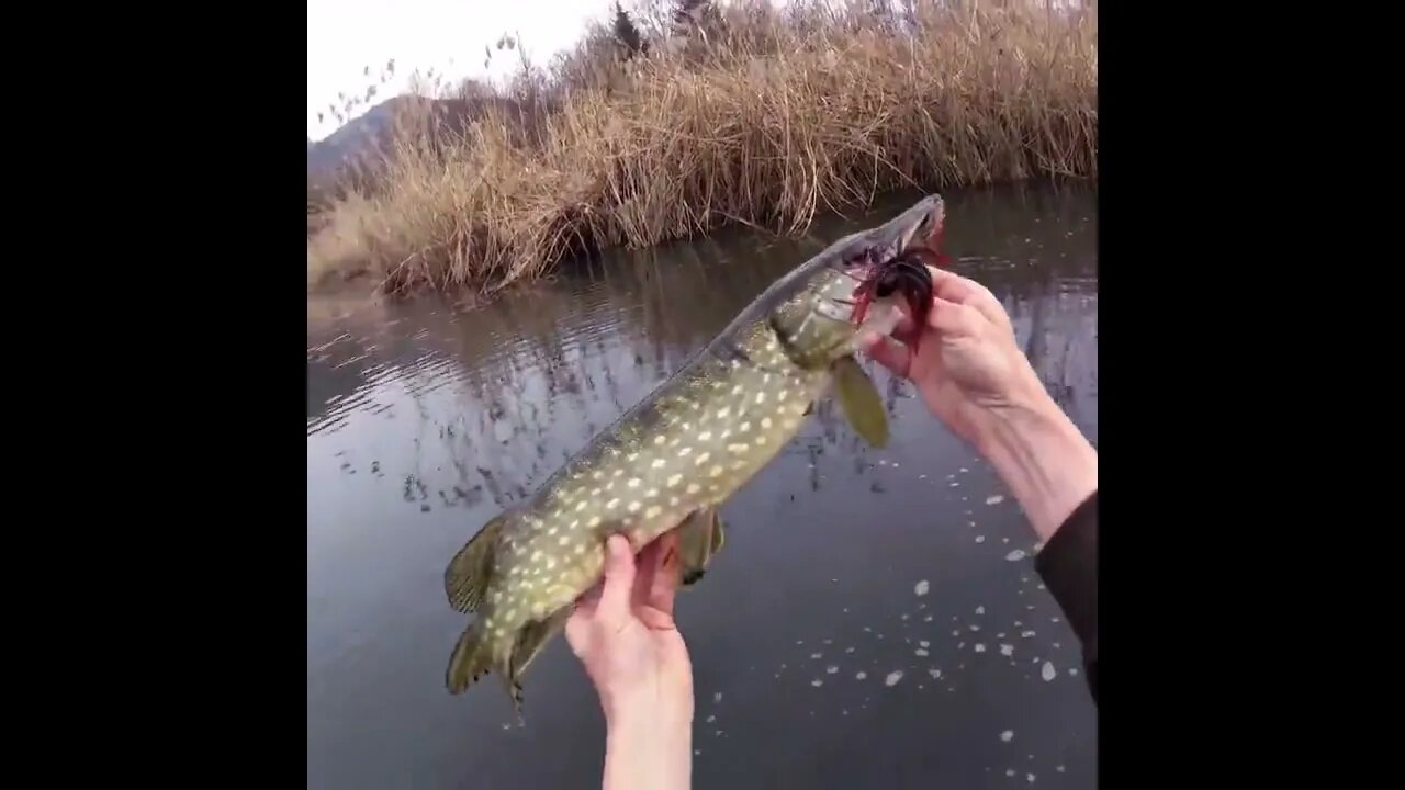 Northern pike - US Fish and Wildlife Service