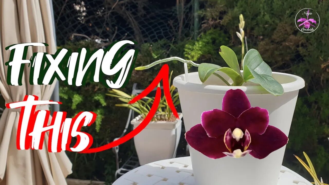 LIVE Mini Phalaenopsis Root Correction | Come Chat if you have Time 🥰