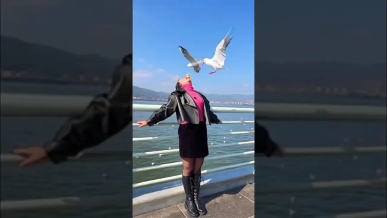 Brave Chinese Girl Lets Seagulls Eat From Her Mouth