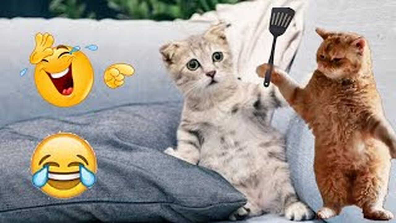 World Best Funniest🤣Cat vs animal vs Kid 🤼‍♂️ Entertainment Don't Try Laughing 🤣 2024 clips 🫡