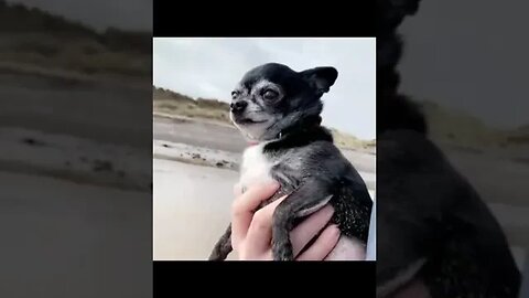 You Won't BELIEVE What This Funny Animal Does Next!