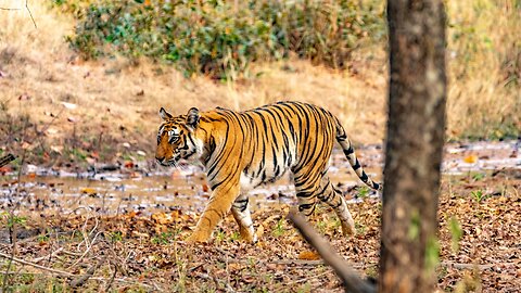 India's Wild Tiger Population Continues To Rise