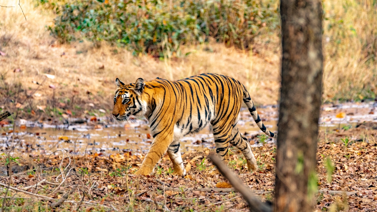 India's Wild Tiger Population Continues To Rise