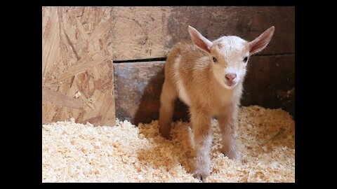 Newborn Goat Hector Makes Friends with Barn Kittens