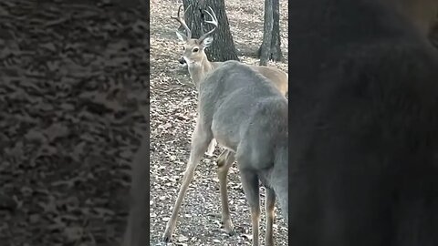 Antlers and Feathers