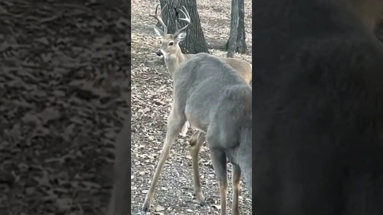 Antlers and Feathers