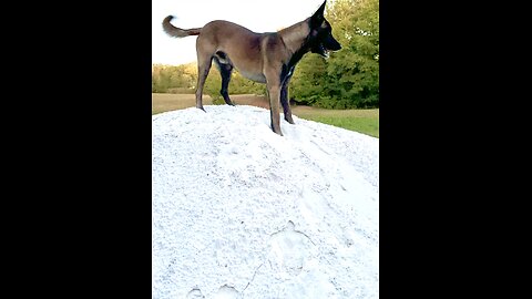 Two Belgian Malinois play king of the mountain.🐕🐕😂😂❤️